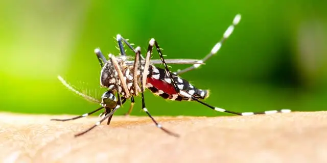 Mosquito biting someone's hand in Murphy, TX.