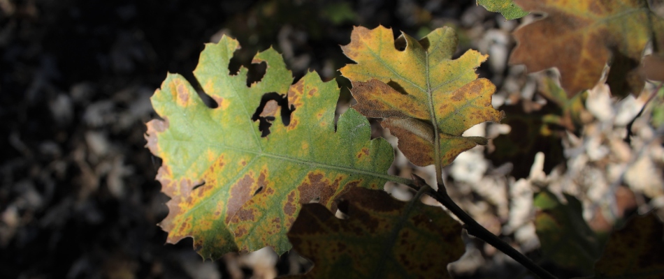 Oak blister tree disease found in property in Plano, TX.