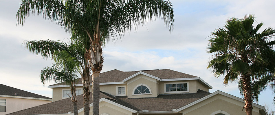 Palm trees in front of a home in Allen, TX.