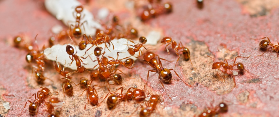Pile of fire ants found on property in Plano, TX.