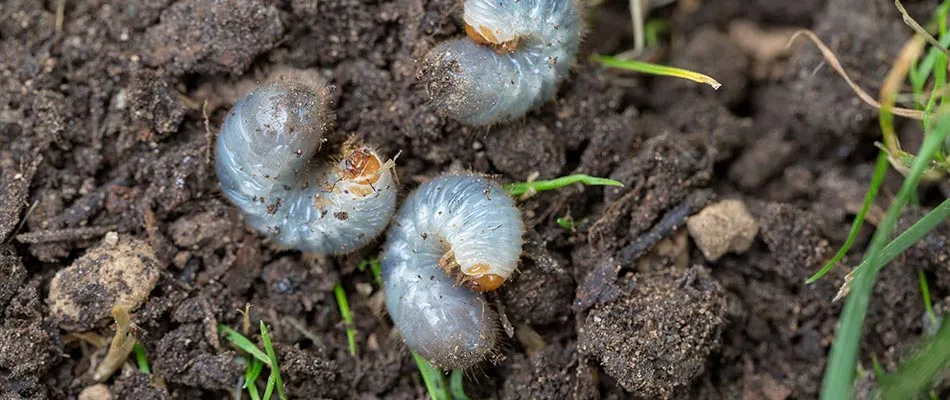 Pile of grubs in a lawn in Richardson, TX.