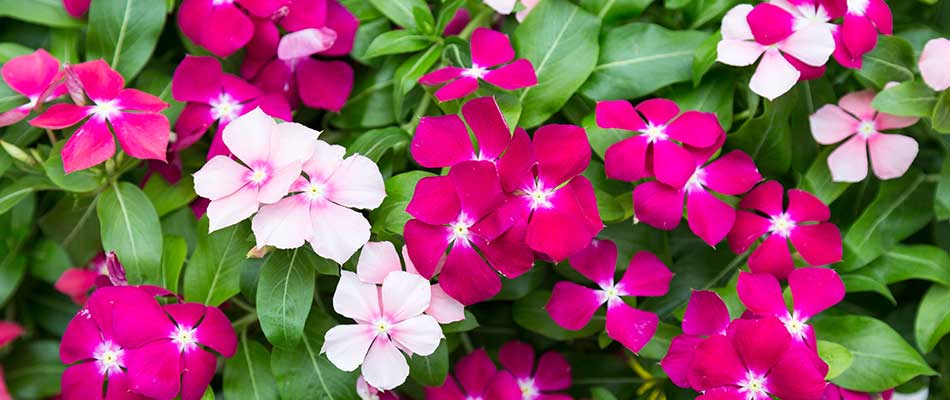 Pink and white vincas blooming at a home in Plano, TX.
