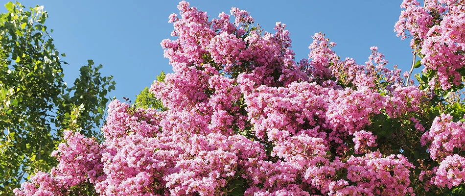 A healthy crepe myrtle tree on a property in Frisco, TX.