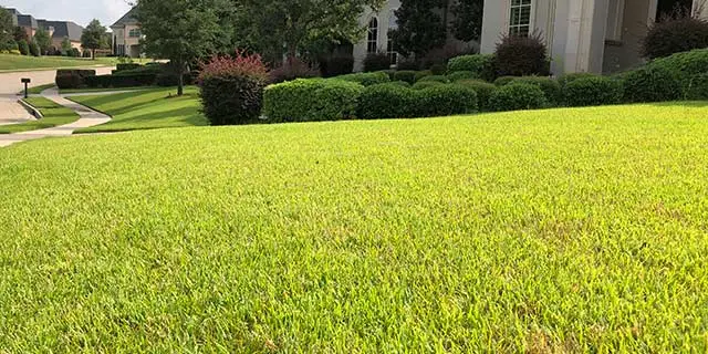 Plano, TX lawn with deep, thick grass.