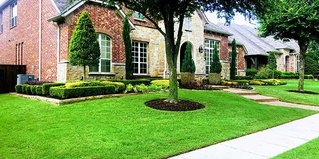Yard in Plano, TX with trimmed landscape bushes and healthy lawn.