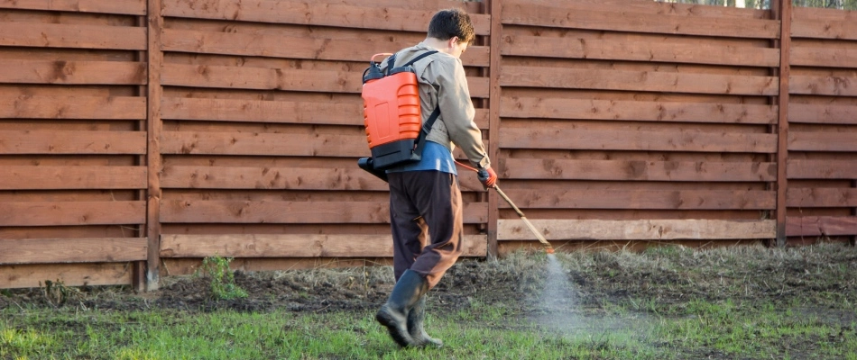 Professional applying fungicide treatment to lawn for take-all-root-rot lawn disease in Wylie, TX.