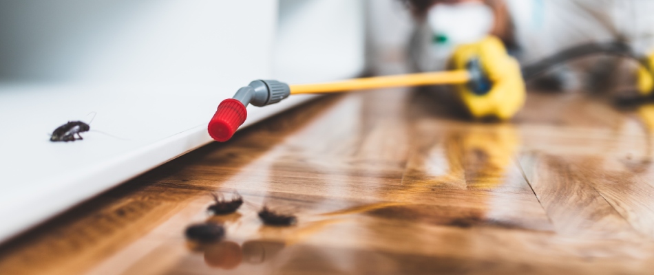 Professional spraying interior pest control treatment to invading cockroaches inside home in Murphy, TX.