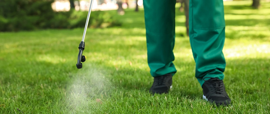 Professional spraying lawn care treatment in Lucas, TX.