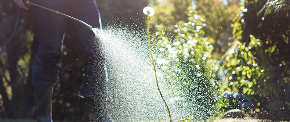 Professional applying post-emergent to dandelion in lawn in Plano, TX.