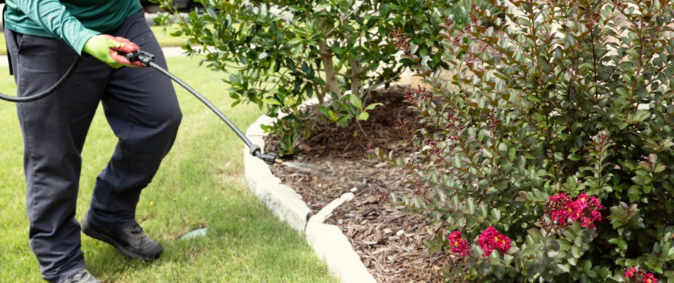 Professional applying shrub fertilizer to landscape bed in Plano, TX.