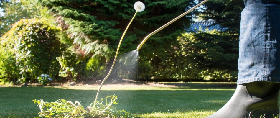 Professional spraying dandelion weed with treatment in Allen, TX.