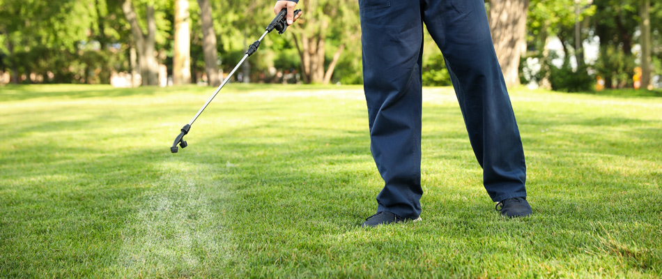 Liquid fertilizer being applied to a lawn in Plano, TX.