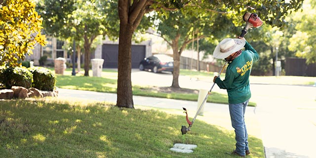 Professional with weed wacker in lawn in Lucas, TX.