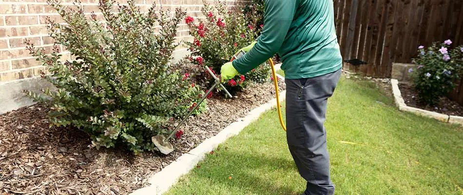 Professional fertilizing shrub in landscape bed in Sachse, TX.