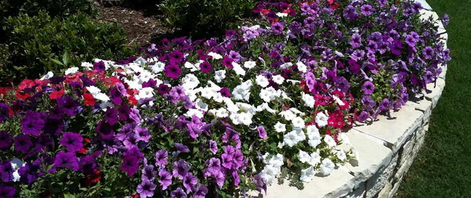 Multicolored annual flowers planted in a raised landscape bed in Frisco, TX.