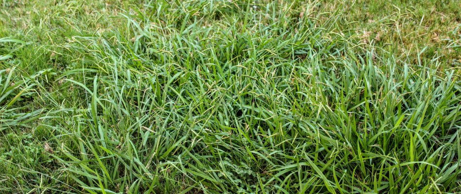 Quackgrass weed growing throughout lawn in Wylie, TX.