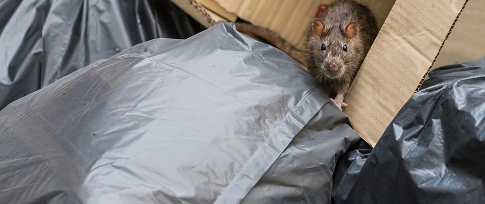 Rat found out by trash over a property in Murphy, TX.