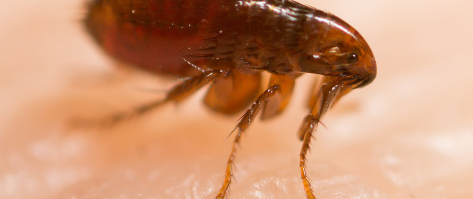 A closeup of a flea resting on a person's skin near Garland, TX and nearby areas.