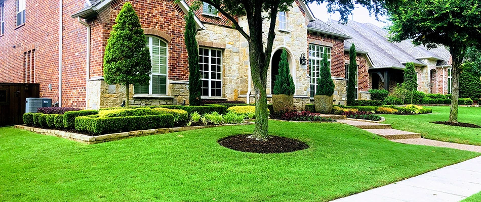 A healthy tree in front of a home in McKinney, TX.
