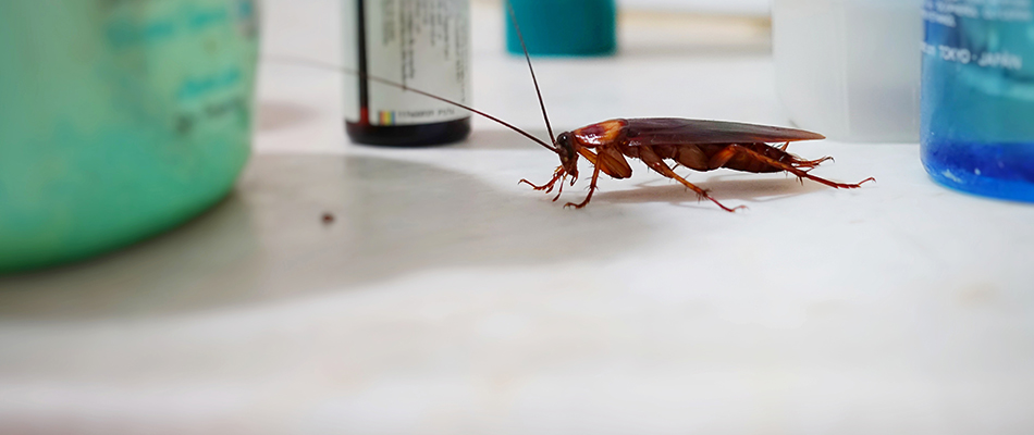 Cockroach found crawling on dirty countertop in Murphy, TX.