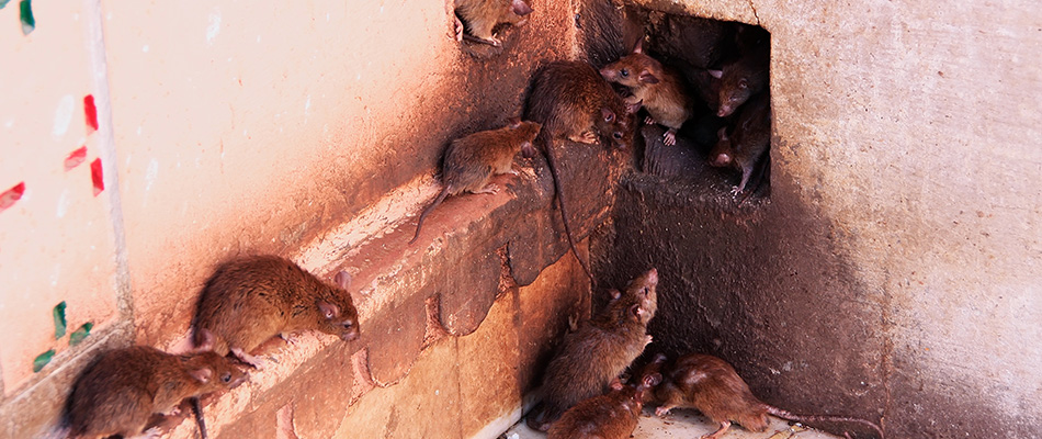 Rodents found coming from a hole in a home in Plano, TX.