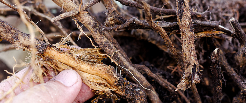 Root rot diseased tree in Sachse, TX.