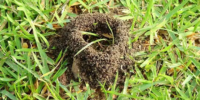Sachse, TX lawn with a fire ant mount in the grass.