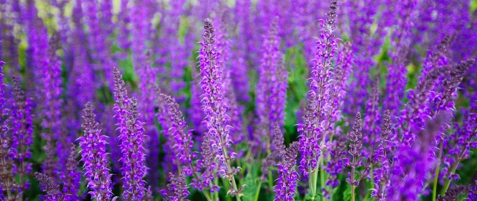 Salvia farincea annual plants blooming in Wylie, TX.