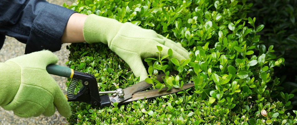 A homeowner in Murphy, TX trimming a shrub for curb appeal.