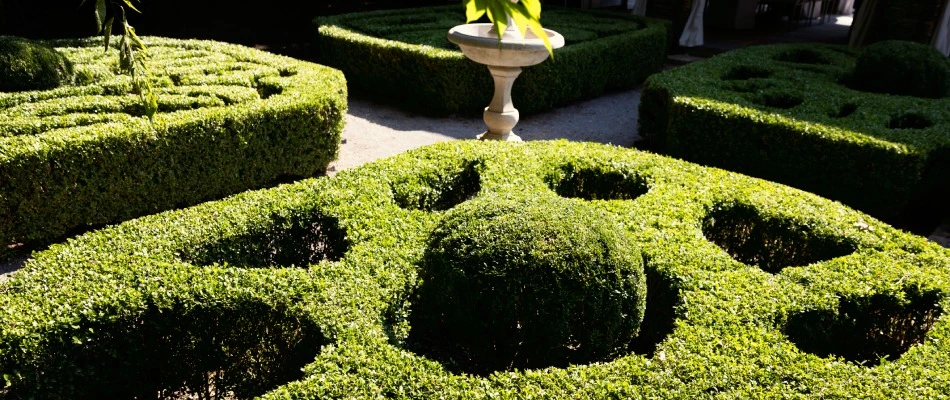 Shrubs care for and maintained by professionals in Frisco, TX.