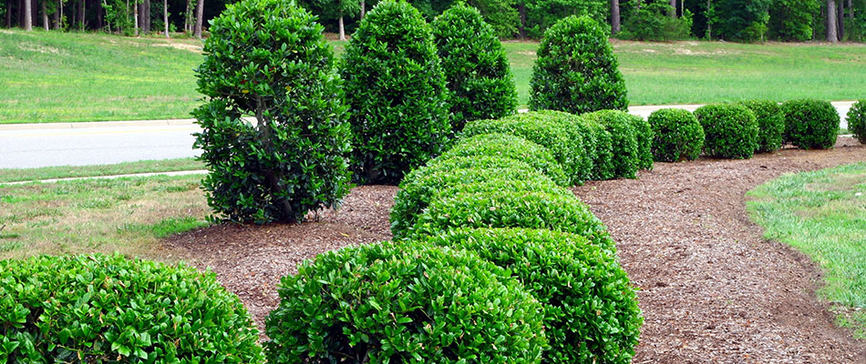 Healthy shrubs trimmed and prunned to optimal healthy and beauty in Richardson, TX.