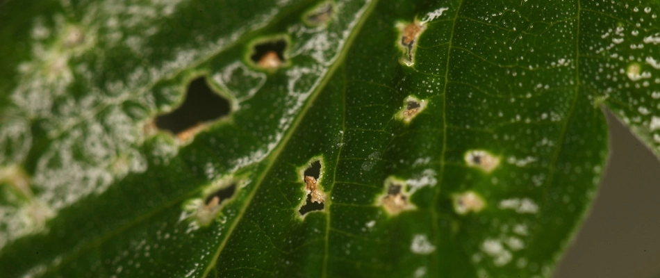 Spider mites found on tree leaf in Murphy, TX.
