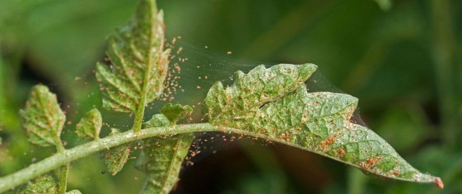Spider mite infestation on leaves in Sachse, TX.