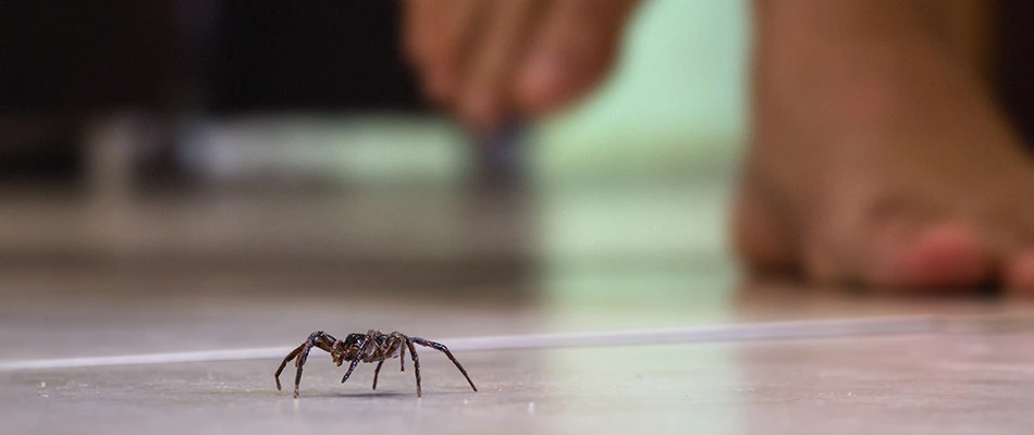 A spider on the floor of a potential client's home in Murphy, TX.