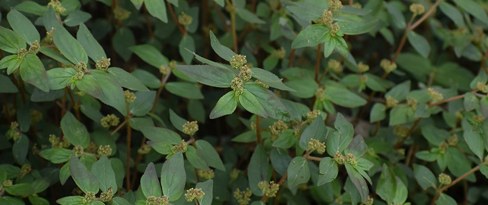 Spurge weed thick and strong, overtaking a lawn in Fairview, TX.