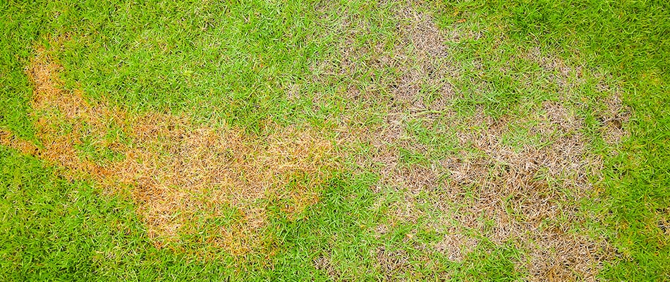 A lawn infected with take-all root rot in Murphy, TX.