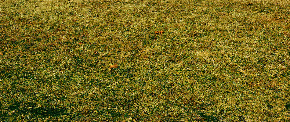 A lawn of St. Augustine grass suffering from Take All Root Rot behind a home in Murphy, TX.
