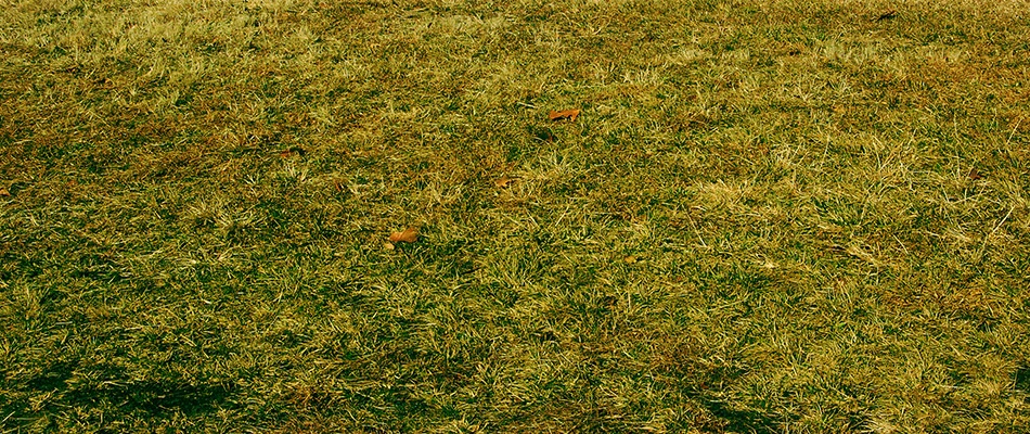 A lawn of St. Augustine grass suffering from Take All Root Rot behind a home in Murphy, TX.