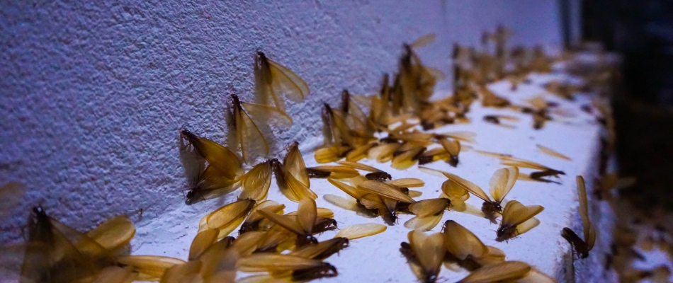 Termite infestation found in client's home in McKinney, TX.