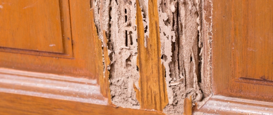 Termite damage of cabinets in home in Allen, TX.