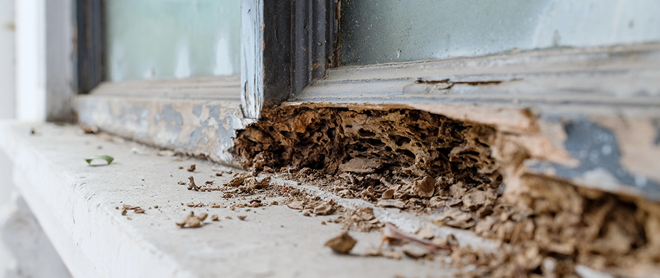 Termite damage on exterior wooden window frame in Allen, TX.