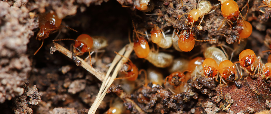Orange termites chewing through wood in Frisco, TX.