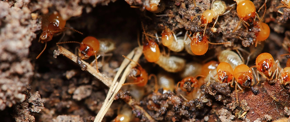 Orange termites chewing through wood in Frisco, TX.