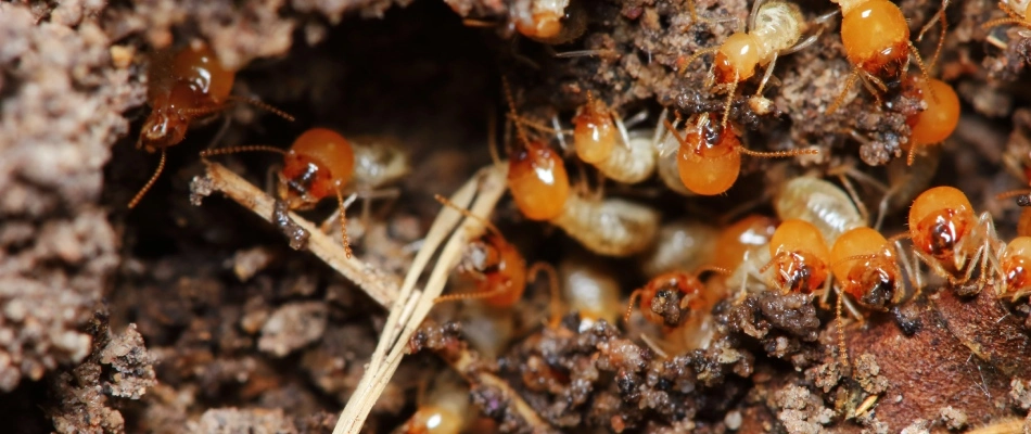 Termites found on client's property in The Colony, TX.