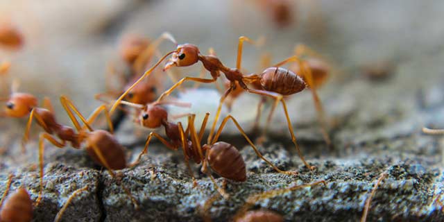 Close up photo of fire ants at a property in The Colony, TX.
