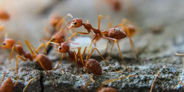 Close up photo of fire ants at a property in The Colony, TX.