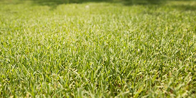 A lawn in The Colony, TX with dense, healthy grass.