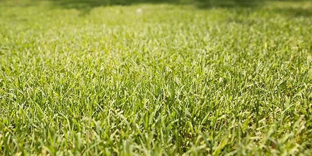 A lawn in The Colony, TX with dense, healthy grass.