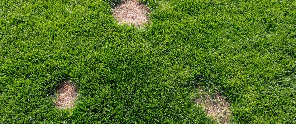 Three dollar spots found on a potential client's lawn in Wylie, TX.