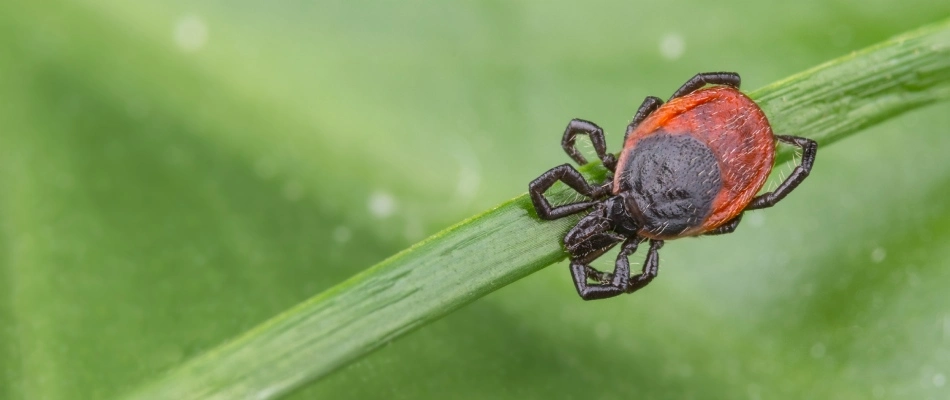 A tick crawling over grass blade in lawn in Parker, TX.